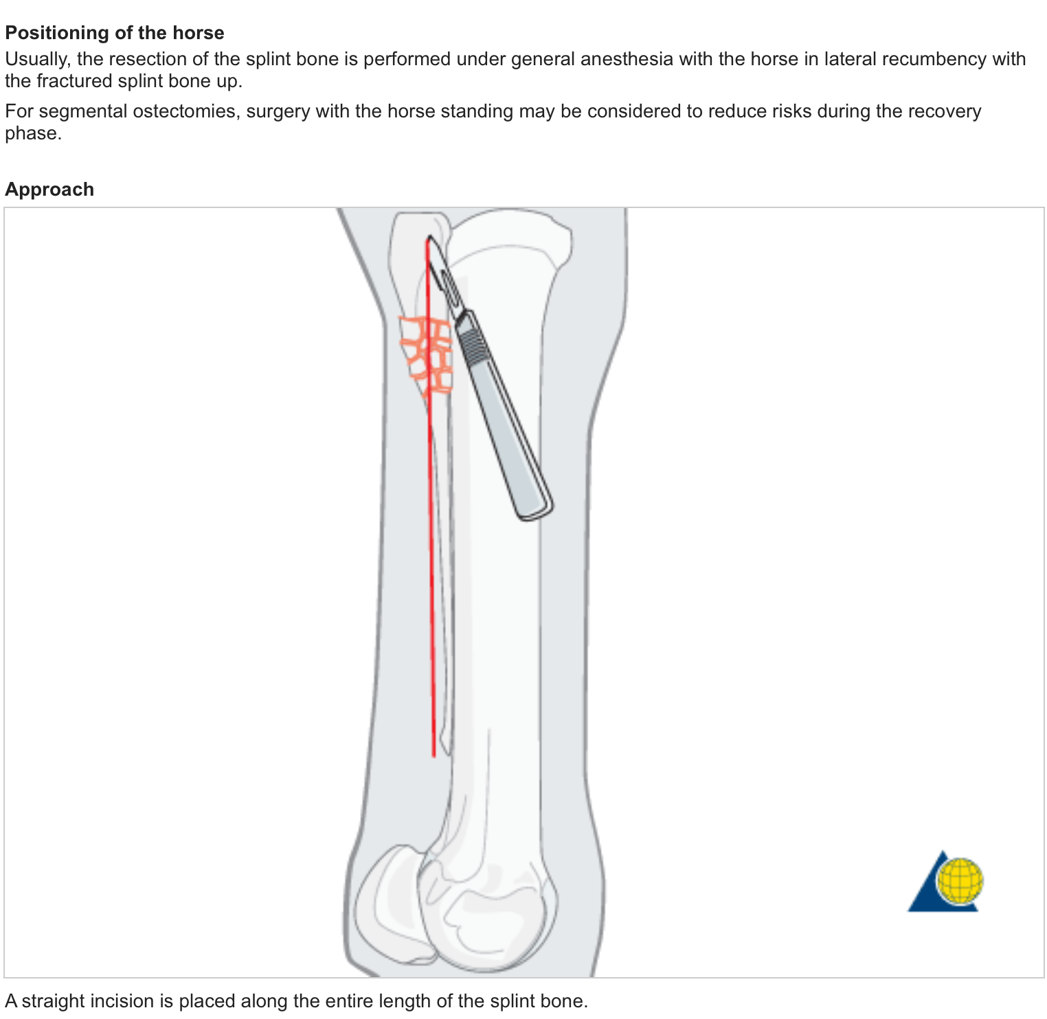 Lab 6 Equine Surgeries and Wound Healing
